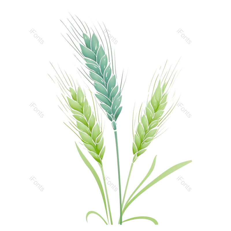 芒种图片,元素元素,麦子PNG,插画免抠素材